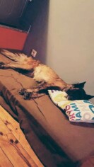 Image justificative de la cagnotte