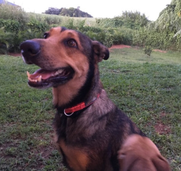 Des soins veto pour Flavie