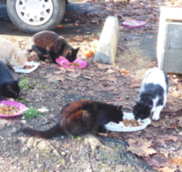 Cagnotte pour chats en détresse