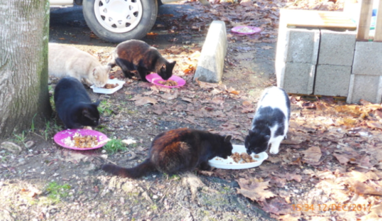 Cagnotte pour chats en détresse