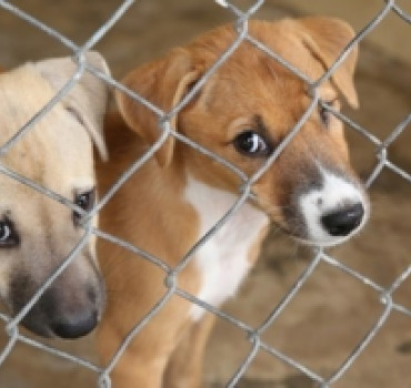 Un geste pour les animaux de Nice