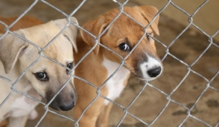 Un geste pour les animaux de Nice