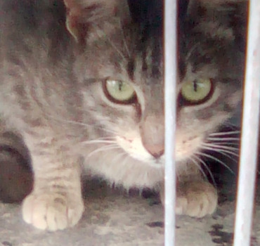 Stérilisation de MINette et ses chatons