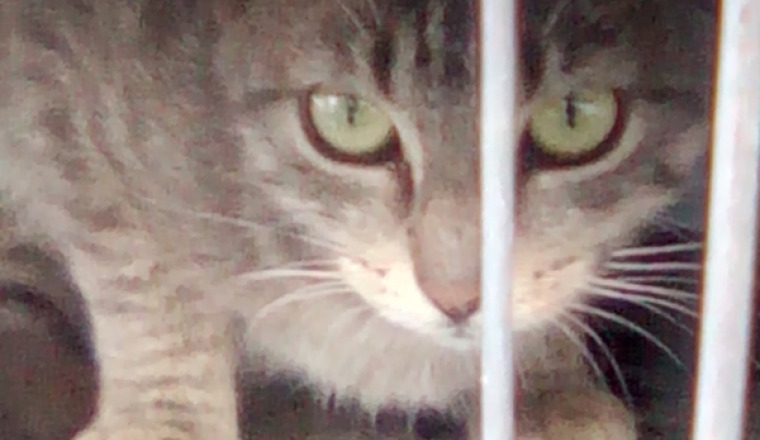 Stérilisation de MINette et ses chatons