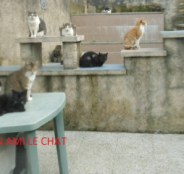AIDEZ L'ASSOCIATION MON AMI LE CHAT