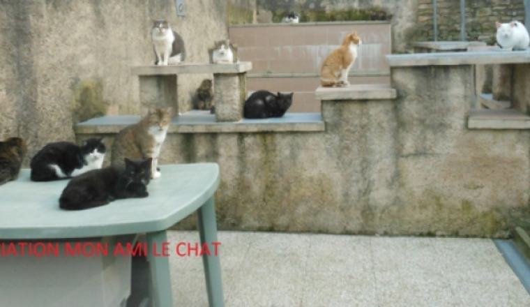 AIDEZ L'ASSOCIATION MON AMI LE CHAT