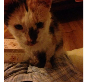 Sos chats en danger