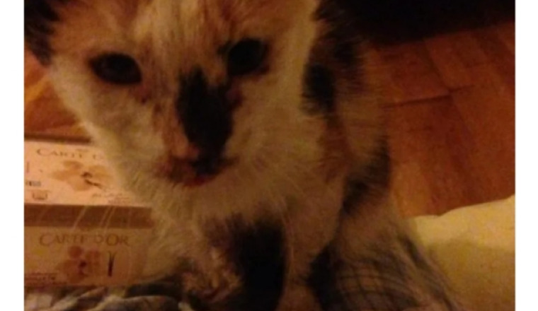 Sos chats en danger