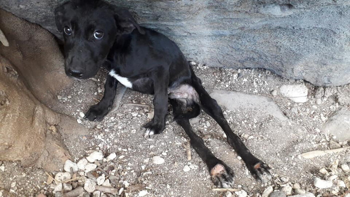 Image justificative de la cagnotte