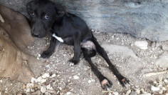 Image justificative de la cagnotte