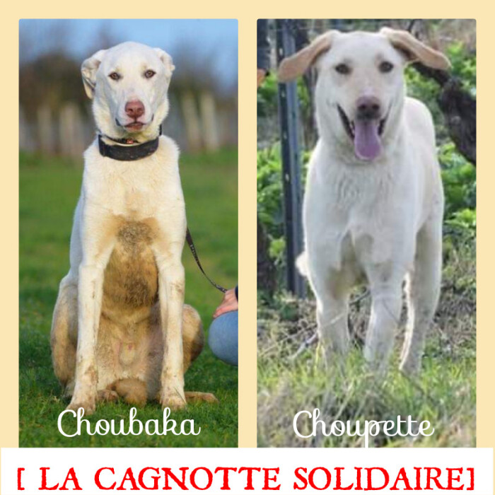 Image justificative de la cagnotte