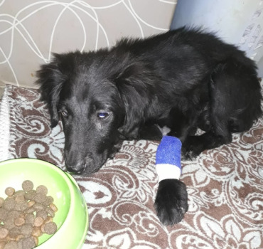 Sauvons Etoile, petite chienne de 3 mois