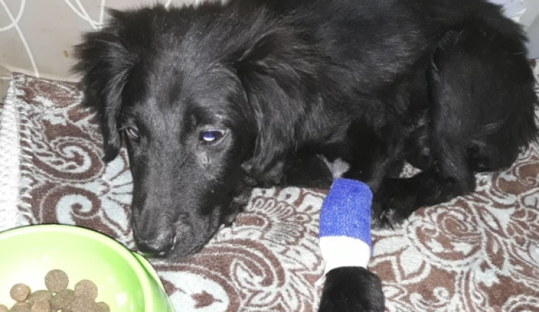 Sauvons Etoile, petite chienne de 3 mois