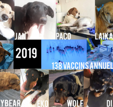 Factures 2019 des 4 pattes