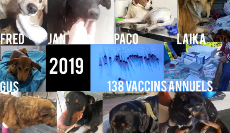 Factures 2019 des 4 pattes