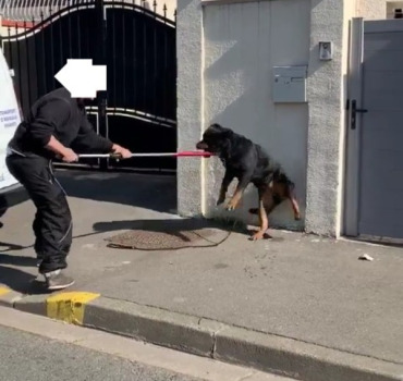 IL FAUT SAUVER LANA ! URGENCE FOURRIÈRE