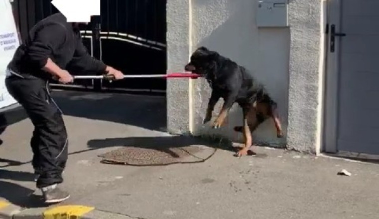 IL FAUT SAUVER LANA ! URGENCE FOURRIÈRE
