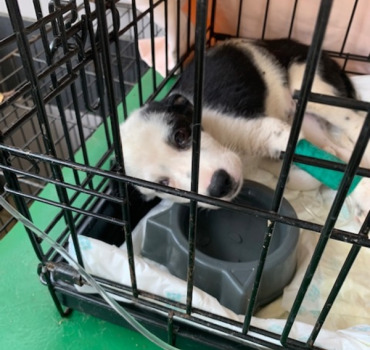 Pour Taïna, rescapée de la parvovirose