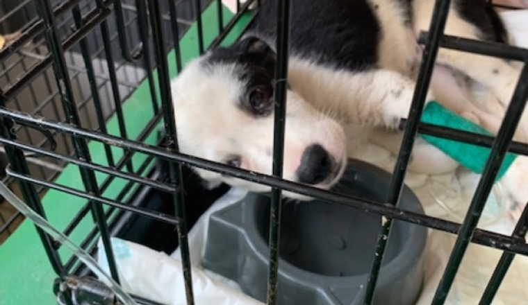 Pour Taïna, rescapée de la parvovirose