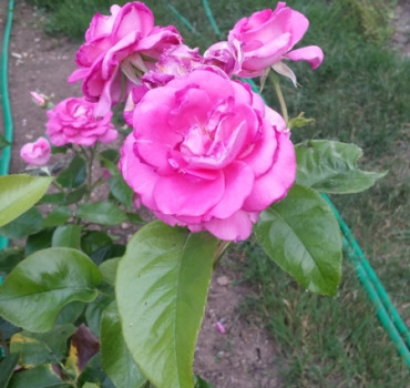 Pour le coeur de Nabila