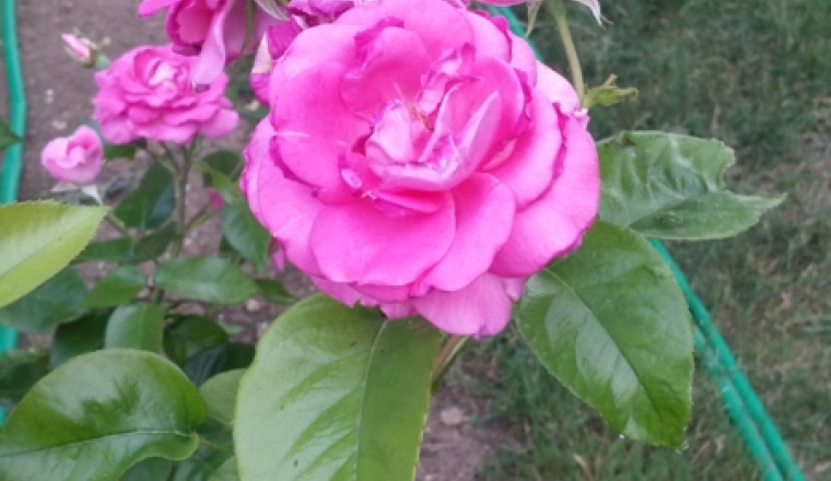 Pour le coeur de Nabila