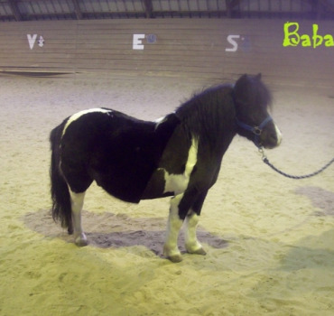 Aider nous à sauver notre poney Babar