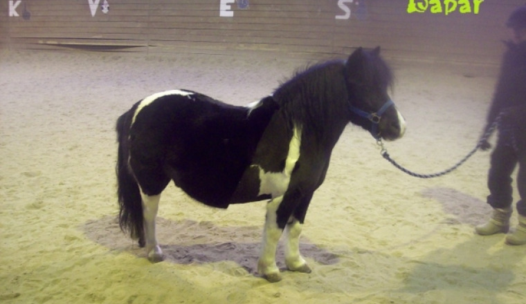 Aider nous à sauver notre poney Babar