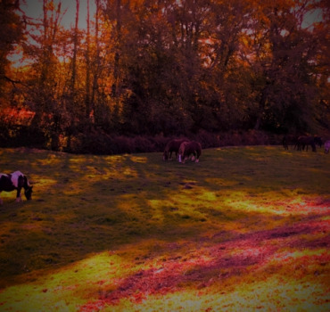 Soins d'automne 2019