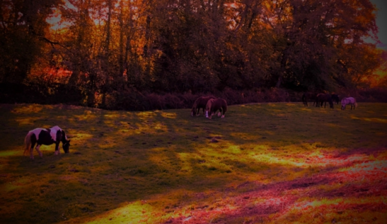 Soins d'automne 2019