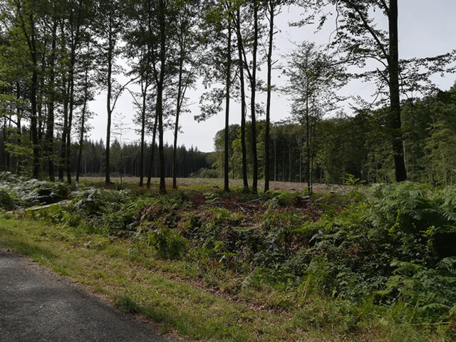 Aidez la FFB à reboiser la forêt de Senonches