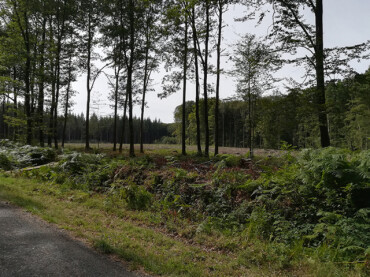 Aidez la FFB à reboiser la forêt de Senonches