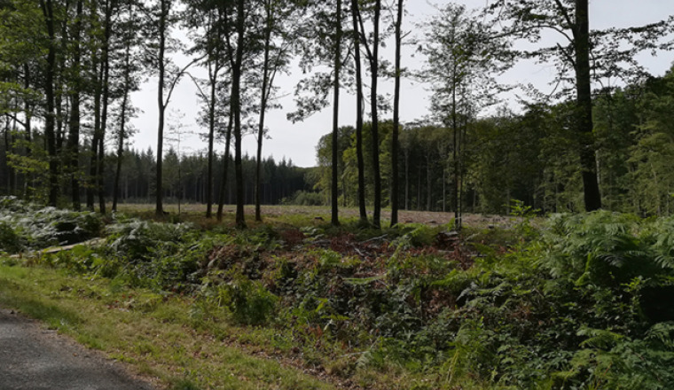 Aidez la FFB à reboiser la forêt de Senonches