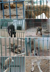 Image justificative de la cagnotte