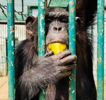 Association pour la Protection Animale de Dakar