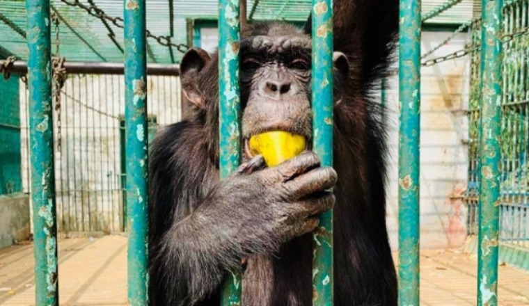 Association pour la Protection Animale de Dakar