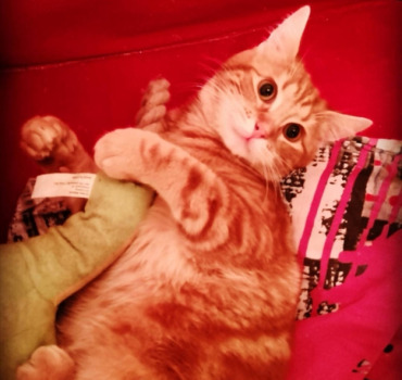 De l'aide pour Oliver
