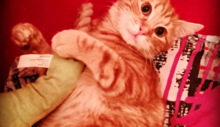 De l'aide pour Oliver