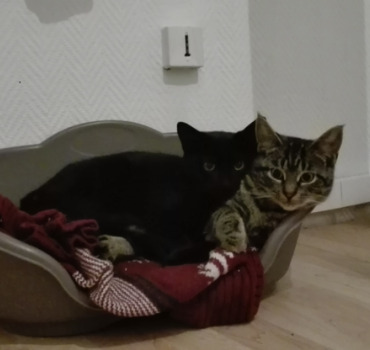 Cagnotte pour Luna & Willow