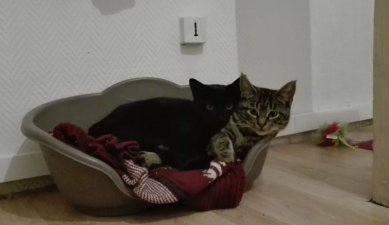 Cagnotte pour Luna & Willow