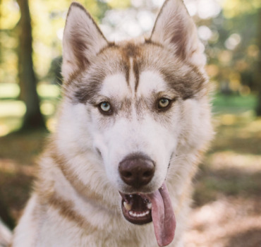 Sauvons les yeux de Pooky un jeune chiot de 9 mois