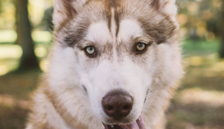 Sauvons les yeux de Pooky un jeune chiot de 9 mois