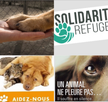 Solidarité animale - refuge/asso d'IDF aidons-les!