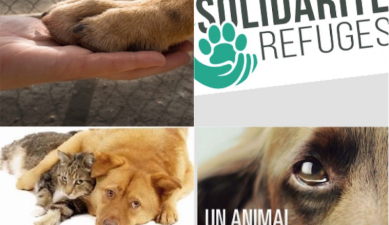 Solidarité animale - refuge/asso d'IDF aidons-les!