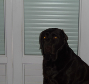 sauvez la chienne de gilles et catherine