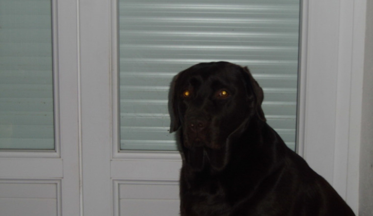 sauvez la chienne de gilles et catherine