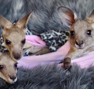 LES CHTIS POCHONS POUR L'AUSTRALIE
