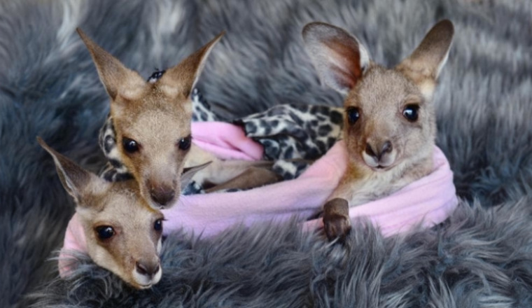 LES CHTIS POCHONS POUR L'AUSTRALIE