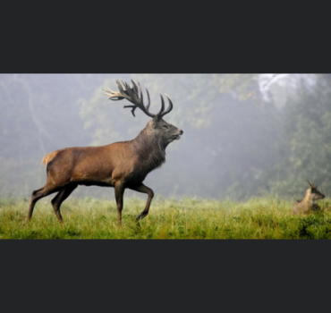 Pot commun solidaire de Forest Shepherd Occitanie