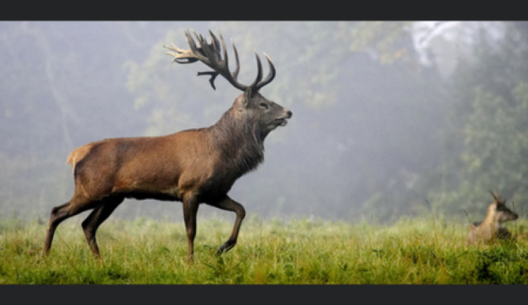 Pot commun solidaire de Forest Shepherd Occitanie