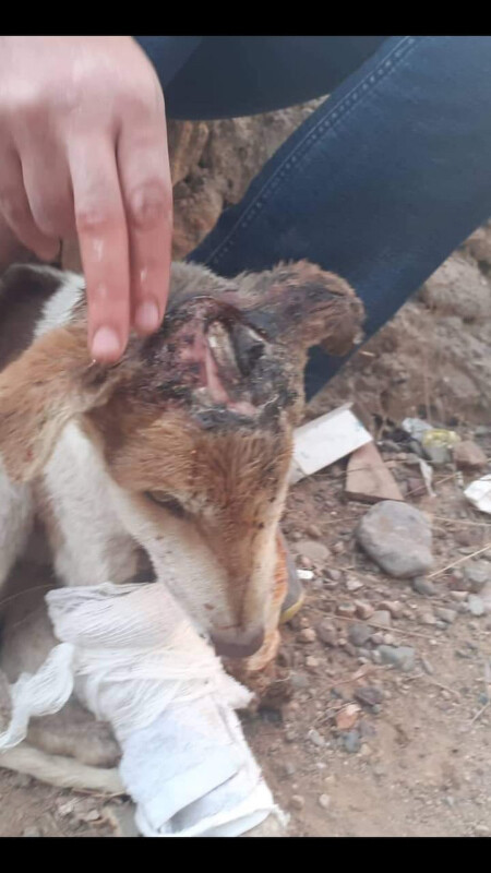 Image justificative de la cagnotte